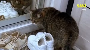 Кошка мать встречается с Кузей и Боссом (SANISHOW)