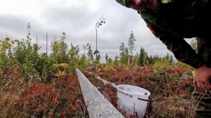 СБОР БРУСНИКИ ГРАБЛЯМИ. ГРЕБЁМ ЯГОДЫ НА ПРОДАЖУ. ВЗЯЛ ДЕВУШКУ В ЛЕС И НЕ ПОЖАЛЕЛ. СЕМЕЙНЫЙ ПРОМЫСЕЛ