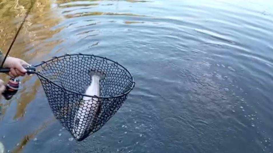 Поимки и сходы на Спорт-зоне. Клёвое место Лосиный остров. смотреть онлайн