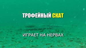 Трофейный скат играет на нервах. Морская рыбалка на крупную рыбу в Геленджике. Подводная съемка