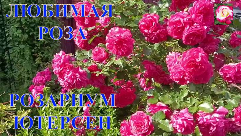 РОЗАРИУМ ЮТЕРСЕН. ПРОБЛЕМНАЯ РОЗА? смотреть онлайн