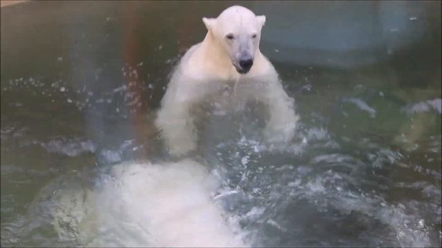 Две сестрички играют в бассейне 11.09.2025 смотреть онлайн