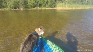 С Барсиком катаемся на надувном каяке