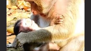 Чем больше макака кусала детёныша, чтобы освободиться из его объятий,...   1000033283.mp4