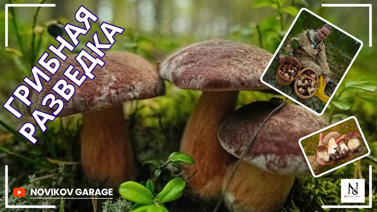 Грибная разведка 13 сентября 2025. Приозерский район.