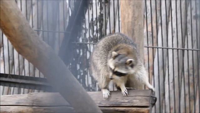 Красавцы еноты после завтрака прогулялись и пошли отдохнуть 11.09.2025 смотреть онлайн