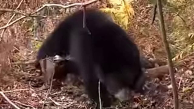 Мишка попался смотреть онлайн