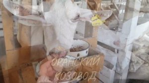 Оранский козовод представляет... Как скормить премикс козе?