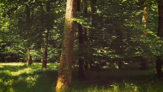 АНТИПАРАЗИТАРНАЯ ПРОГРАММА. МАТРИЦА по технологии ГАРЯЕВА смотреть онлайн