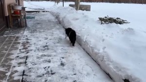 А-нука-Давай-ка. Экстремальные прятки челлендж! Кот Малыш ищет!