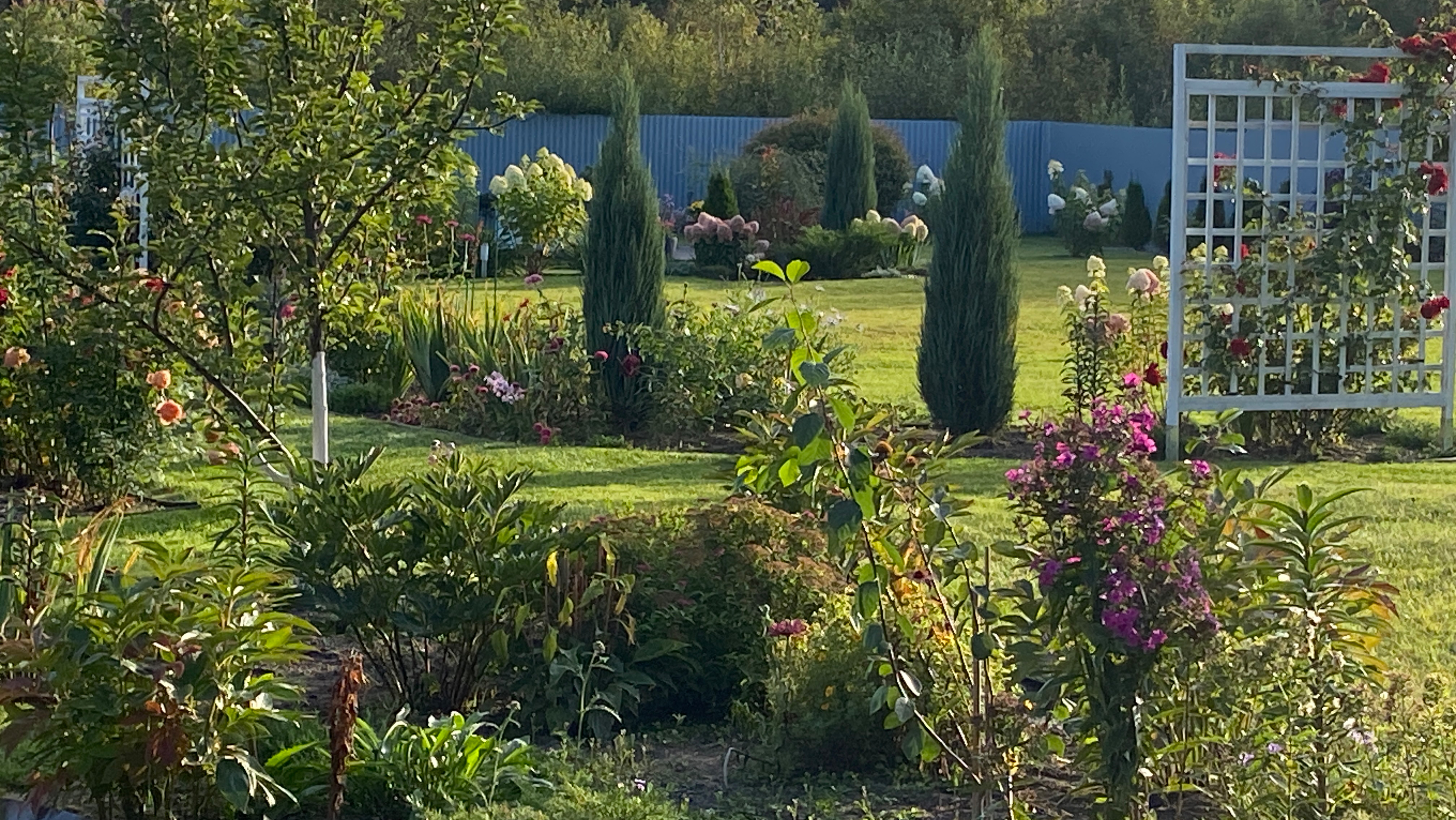 В деревню на дачу🏡#Осенние работы🍁🍂#Цветут розы, гортензии🌸🌺#13сентября2025#сад#деревня#дача#