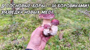 В сосновые боры — за боровиками! Разведка новых мест. 13.09.25