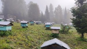 Крайний заезд на пасеку. Вывозим пчёл с кочевки. Подводим итоги сезона. Пасека на Алтае.