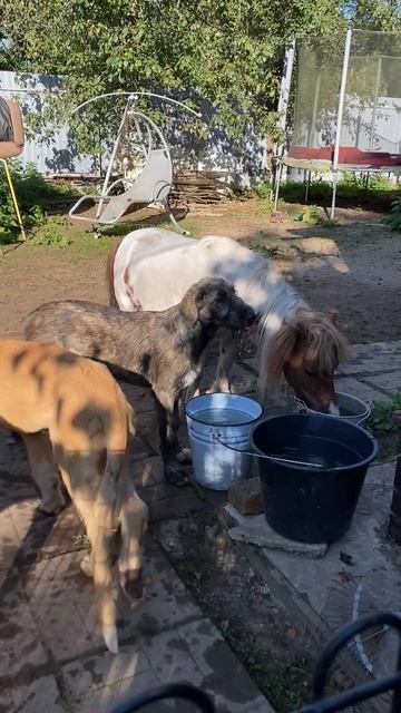 Часто спрашивают, как наши щенки относятся к другим животным... 🐴