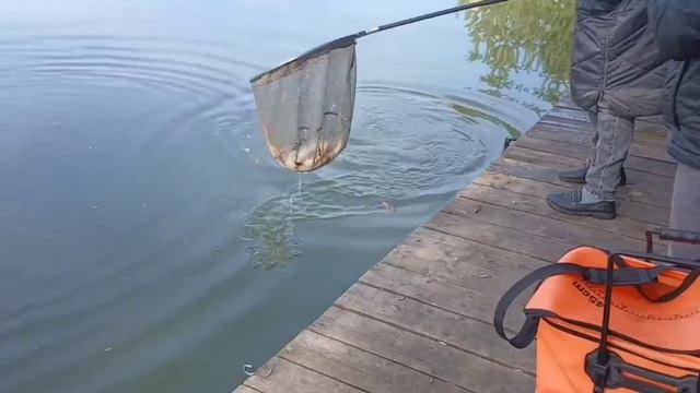 Поимки карпа на кукурузу смотреть онлайн