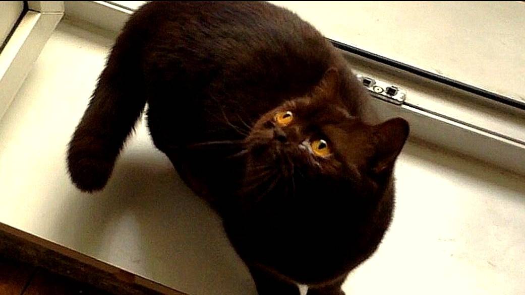 Помогите поймать мой хвост! смотреть онлайн