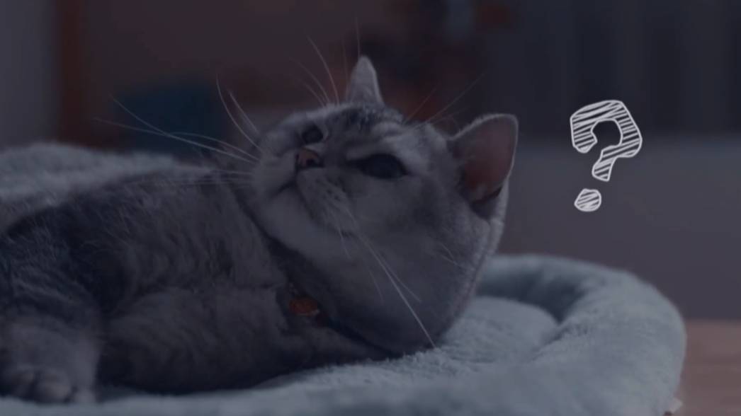 как кот спасает хозяина.