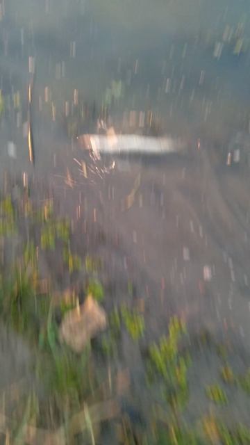 СЕНТЯБРЬ  ХИЩНИК.