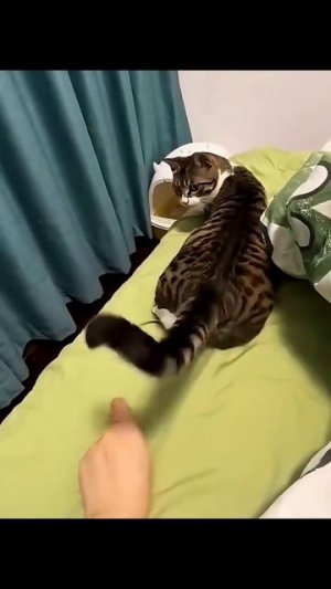 Приколы с котами