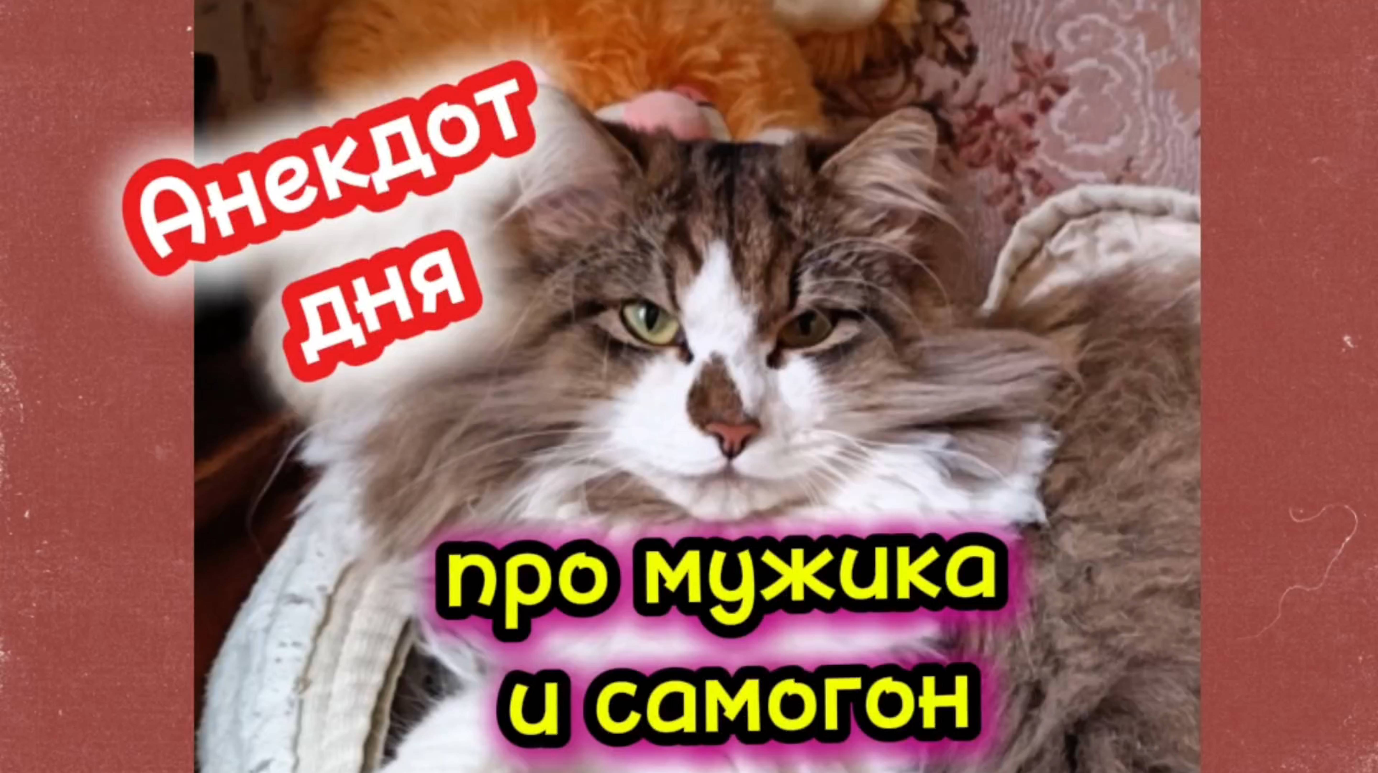 Анекдот дня смотреть онлайн