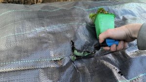 Как правильно садить в агротекстиль