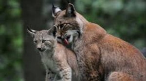 Рысь помнит добро и отплатила добром.