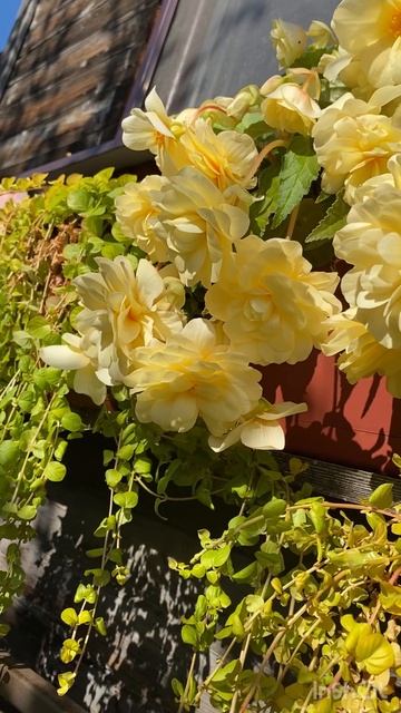 Невероятные бегонии❤️