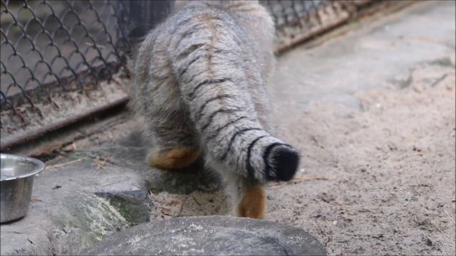 Прошлогодний котёнок наблюдал за белкой, повалялся и поставил лапки на хвостик 11.09.2025 смотреть онлайн