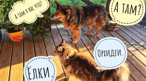 Котик и пёсик привезли нам тележку кабачков! Распаковка орхидей с Орхидиума, первая часть