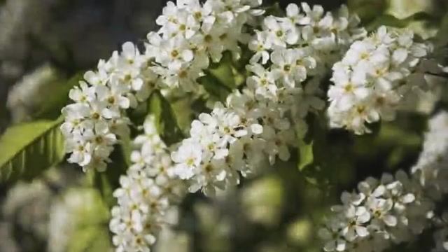 Анна Герман _Белая черёмуха смотреть онлайн