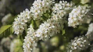 Анна Герман _Белая черёмуха