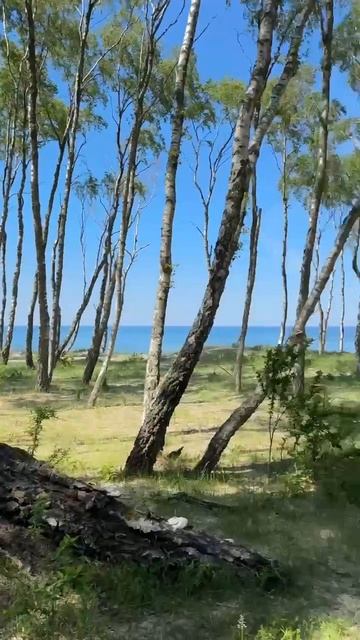 Лес 🫶 смотреть онлайн