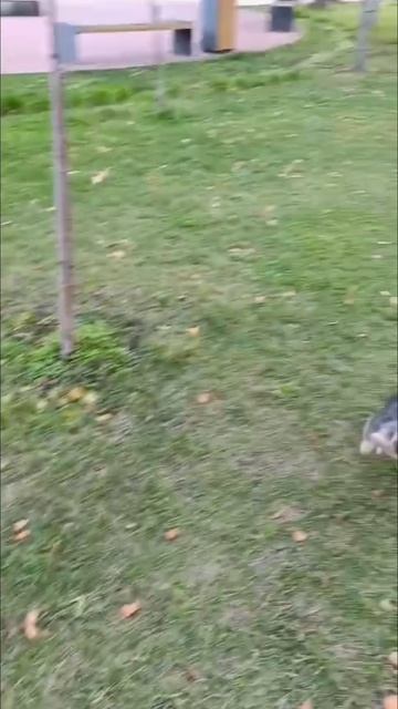 Женя и шишка