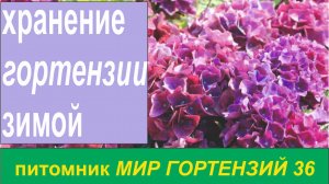 КАК СОХРАНИТЬ КРУПНОЛИСТНУЮ ГОРТЕНЗИЮ ЗИМОЙ