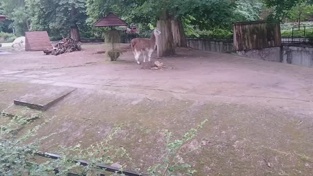 Калининградский зоопарк, прогулка, необычные животные, 11.07.2025.