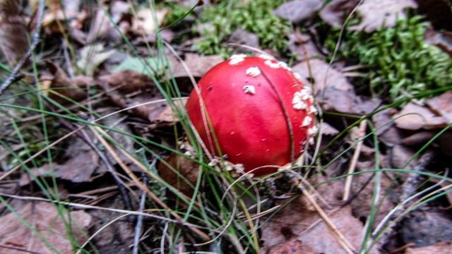 Сентябрь в лесу.Автор фото Виталий Андрейчук