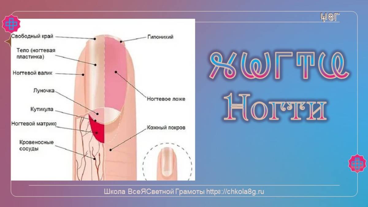 Ногти. ВсеЯСветная Грамота смотреть онлайн