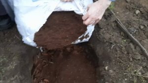 Как правильно посадить голубику.