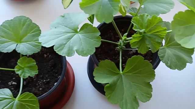 Ошибки при укоренении черенков Пеларгонии, Герани смотреть онлайн