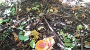 Прогулка на природе. А где??? ➡️➡️➡️"Малышевские гривы" Нижний Новгород,  Автозаводский район.✔️