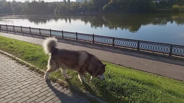 БАРИН ПОМЕСТЬЕ ИЗВОЛИТ ОСМАТРИВАТЬ 😂 ☀️🐾🐺🐹аляскинский #маламут #malamute VID_20250914_081135