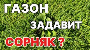 Газон задавит сорняк? Показываю наглядно! #газон #сорняки #дача