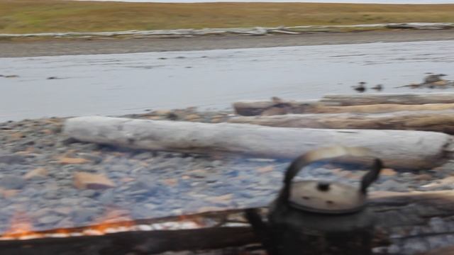 Горбуша нерест. смотреть онлайн