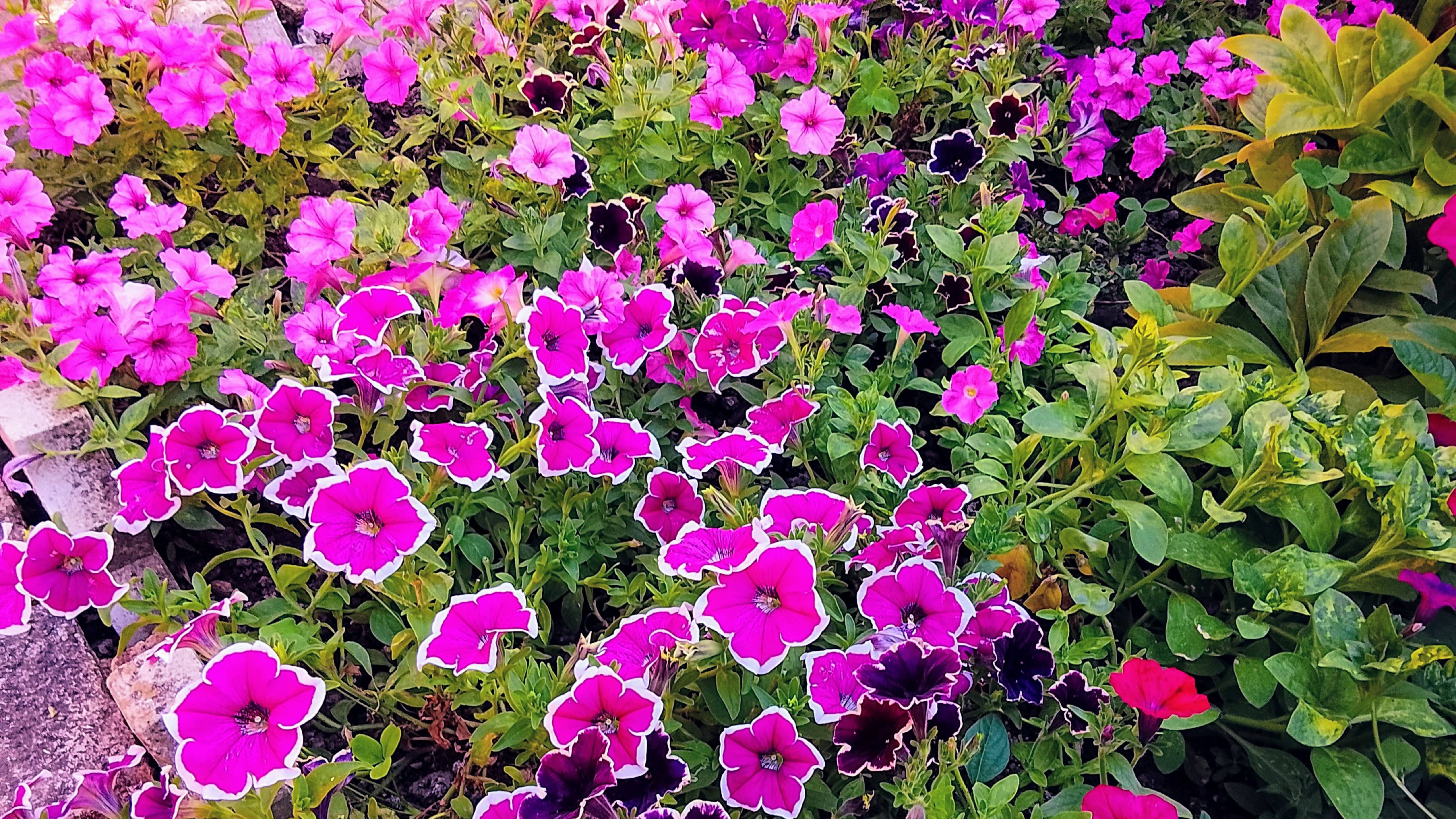 Обзор моих лучших петуний этого лета,вегетативные и ампельные!Петуниевый сад!