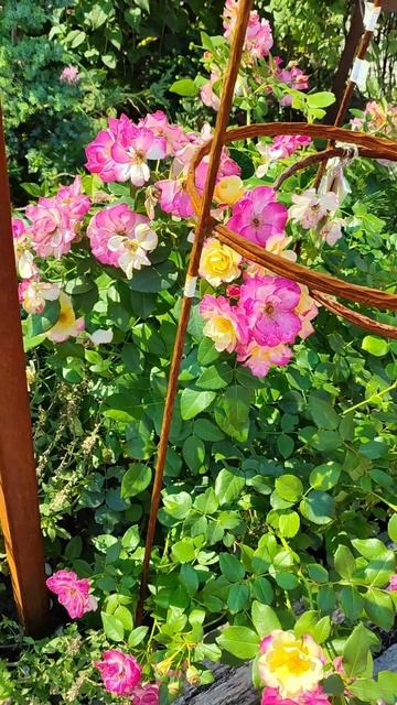 Канадская розочка Кампфайер