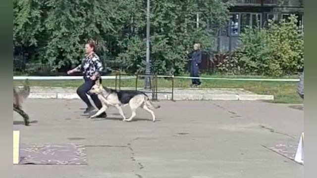 ФИЕЛИСС ОРКЛА