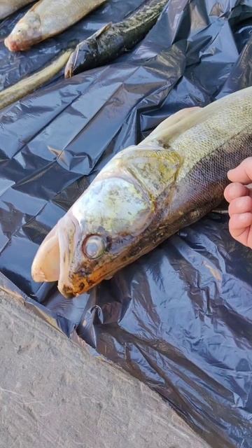 результаты ночной рыбалки 🐟