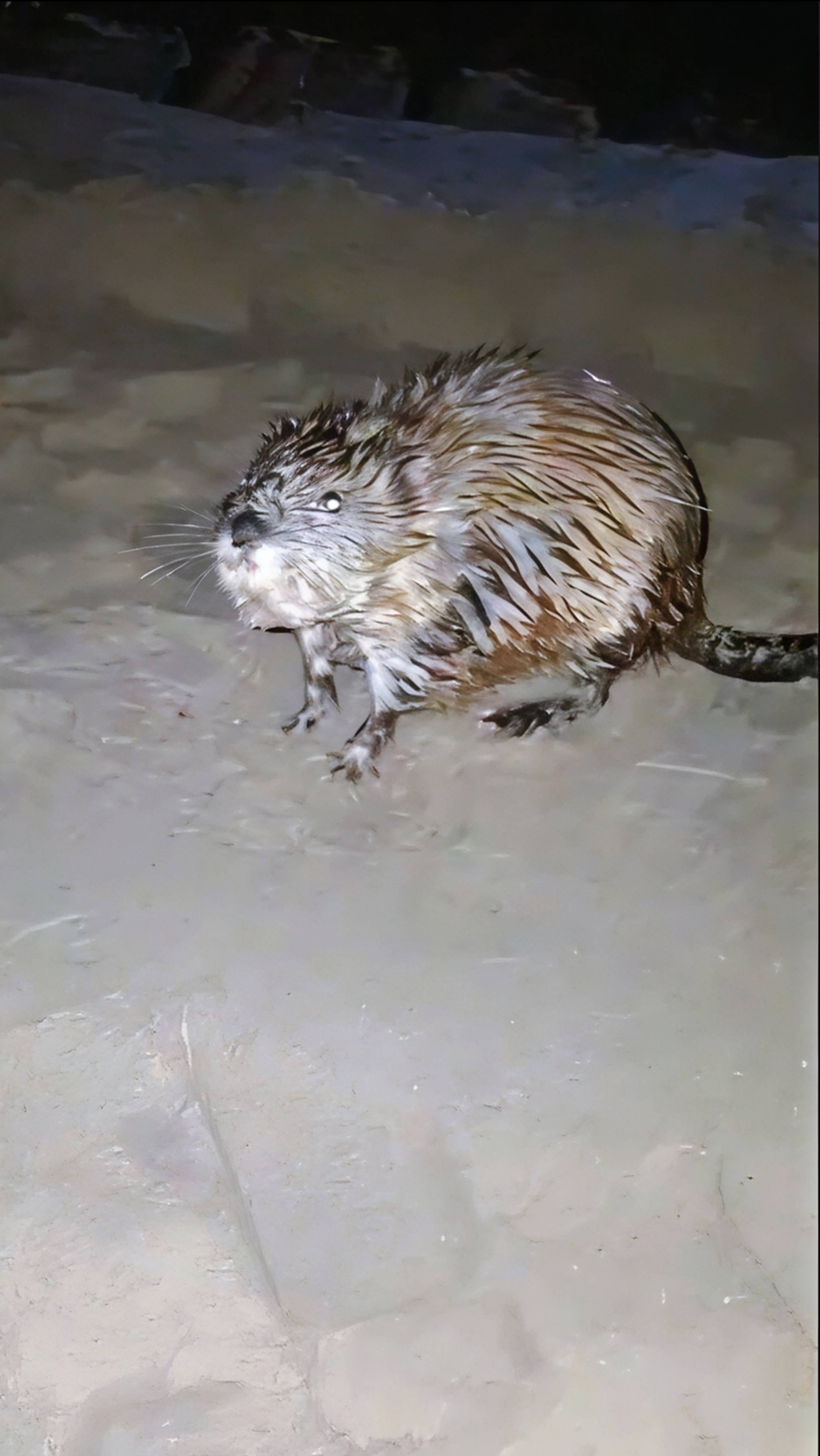 Разговор и пробежка с Ондатрой🦦 😂