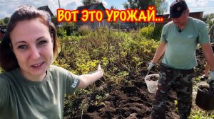 Как мы выкопали соседскую картошку и что из этого вышло