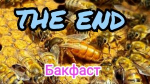 Семья пчёл Бакфаст погибла. Пчеловодство.